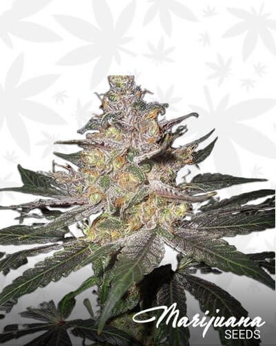 Throwback Kush