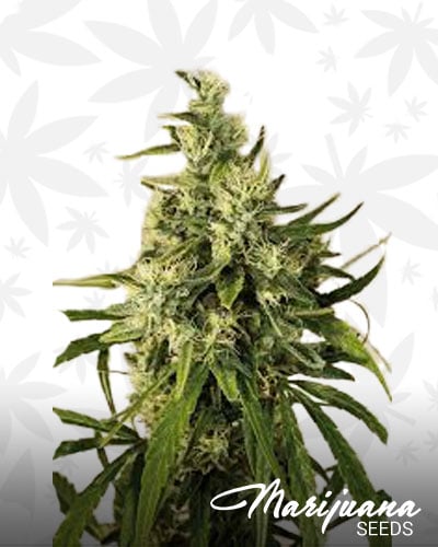 trainwreck strain