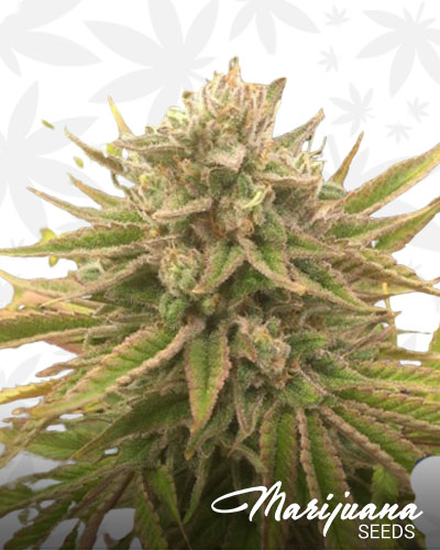 Treasure Island strain
