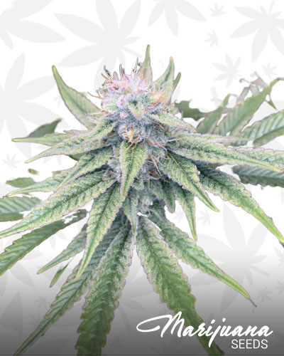 Venom OG