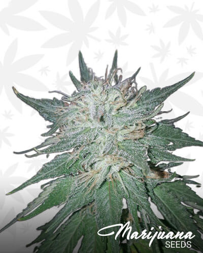 Violator Kush