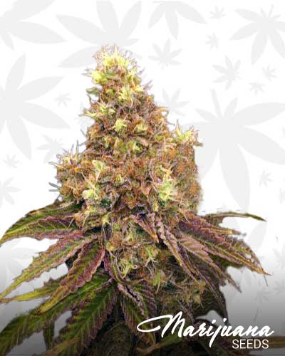Voodoo Marijuana Seeds
