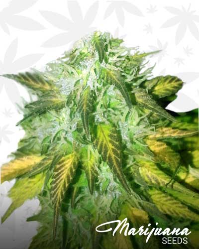 Waipio Hapa Marijuana Seeds