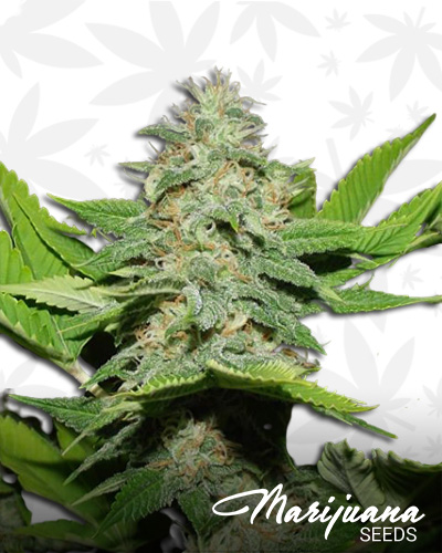 Walker Kush