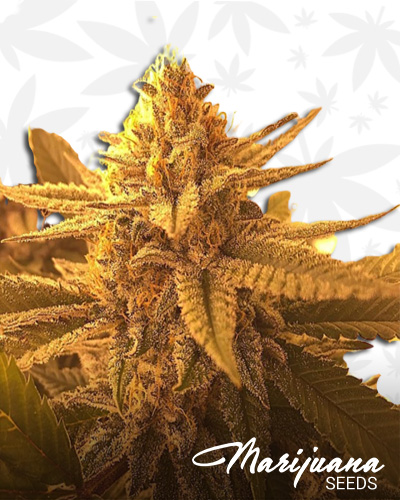 Wally OG