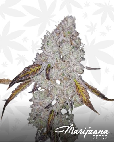 Wedding Cake Strain