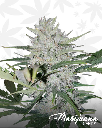 White Cheese