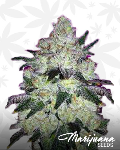 White Cookies