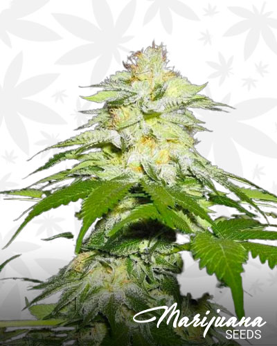 White Dawg Fire OG