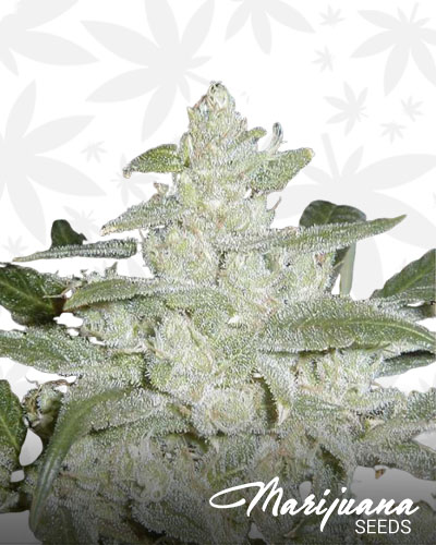 White Dream