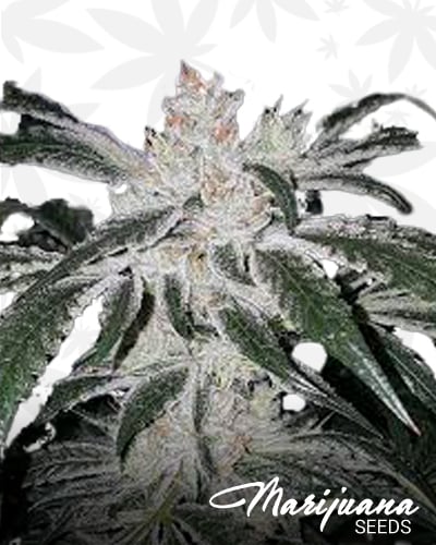 White Durban