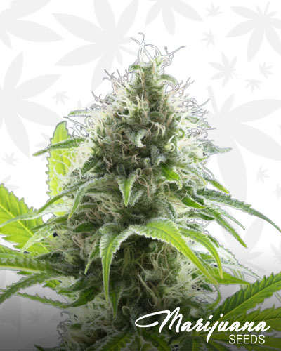 White Fire Alien OG