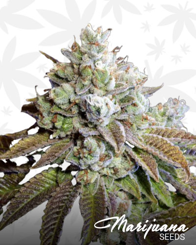 White Fire OG