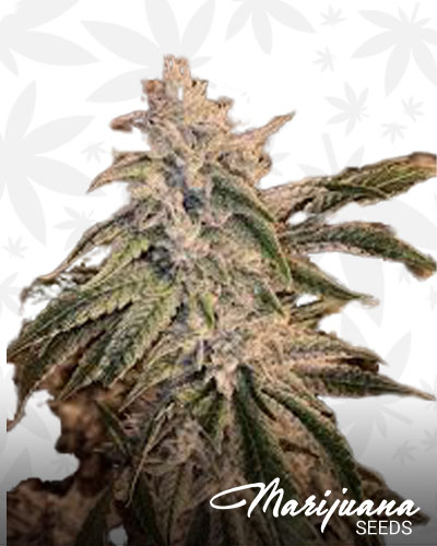 White Gorilla