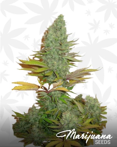 White LSD