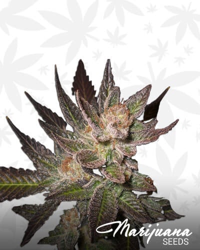 White Lavender