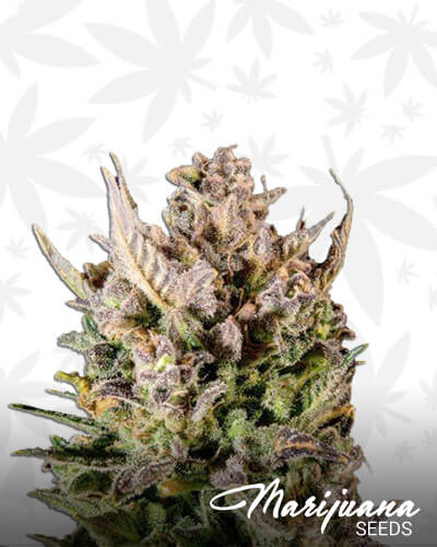 White Lightning