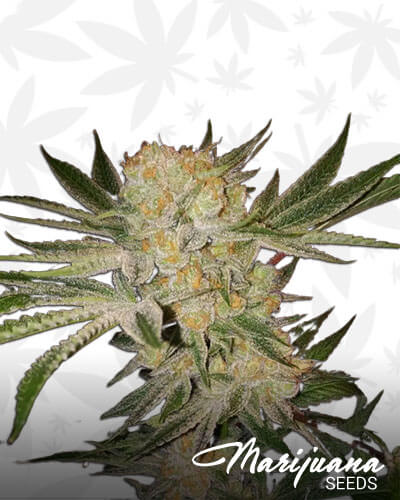 White Lotus
