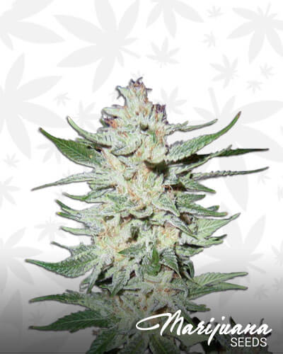 White Rhino