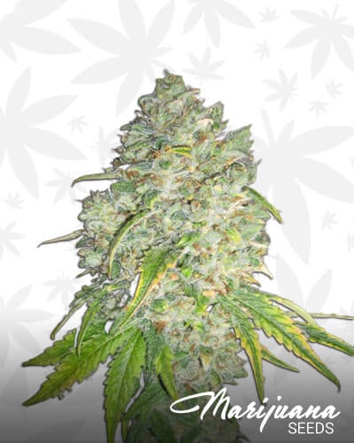 White Romulan