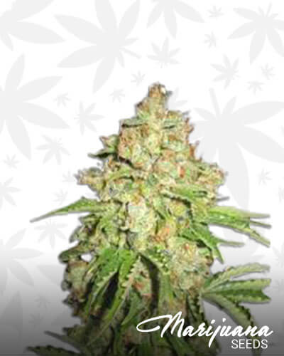 White Russian