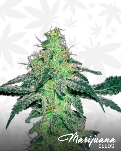 White Skunk