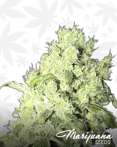 White Smurf