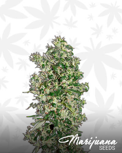 White Strawberry Skunk