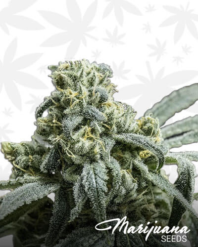 White Super Skunk