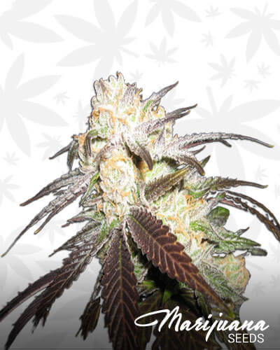 White Urkle