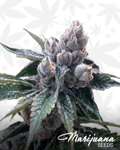 White Walker Kush
