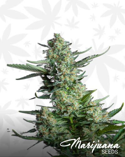 White Zombie