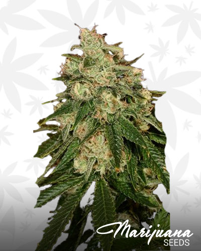 White dawg