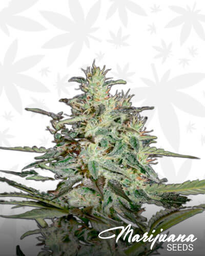 White lemon
