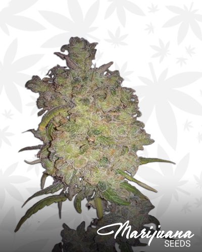 Wonder Haze
