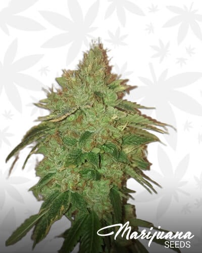 Woody Kush