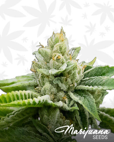YEM OG