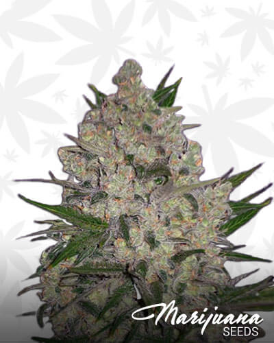 Zeus OG