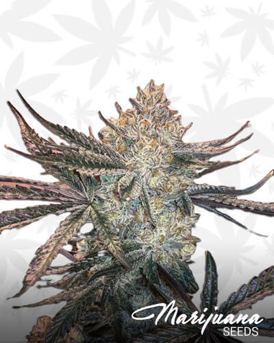 Zookies