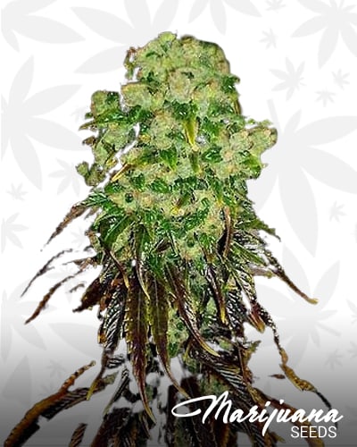 afghani peshwar