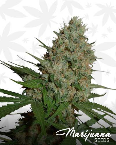 big wreck marijuana seeds