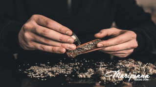 cannabis diabetes can marijuana treatment prevent and or cure diabetes