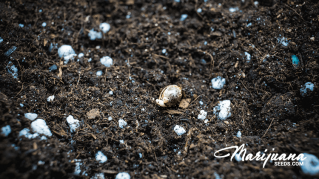 cannabis ketosis everything you need to know