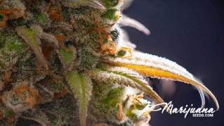 cannabis psychosis inducing or antipsychotic