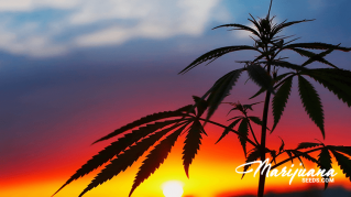 caring for your cannabis with zinc deficiency