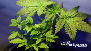 male marijuana consumers showing higher sperm count rates than non consumers