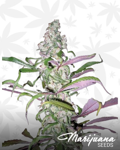pink mango