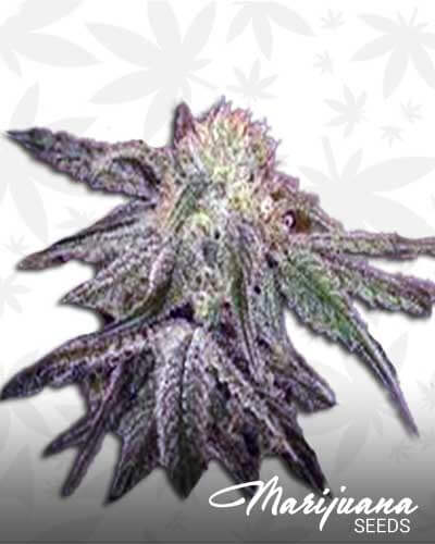 Rene Mist Strain