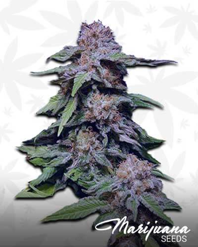 robfordkush