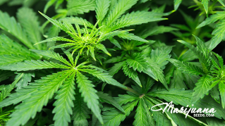 what are the effects of the cannabis terpene humulene 1